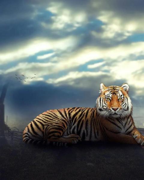 Tiger CB Picsart Editing Background Full HD Download