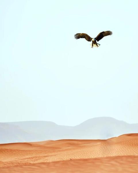 Eagle Viral Photo Editing CB PicsArt Background HD