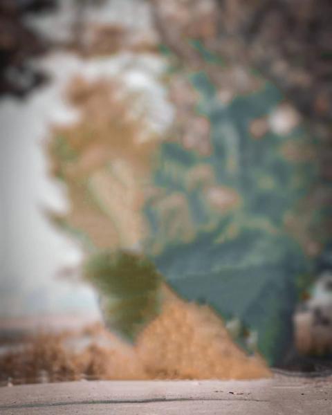 Nature Autodesk CB Blur Background For Photo Editing New