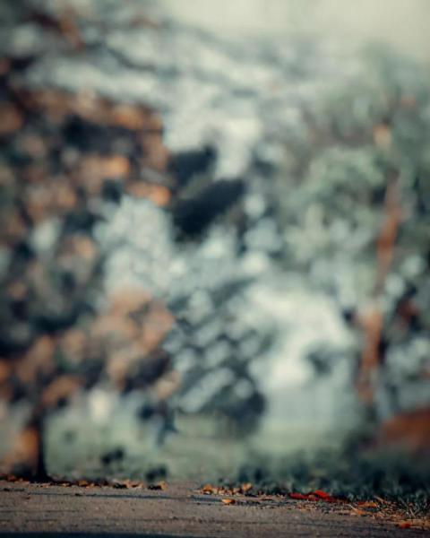 Sketchbook Nature Editing CB Background Download New