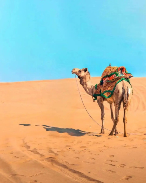 Camel Free Wallpaper HD For CB Photo Editing Images[1]