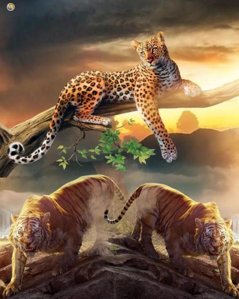 Tiger CB Picsart Background For Poster Photo Editing