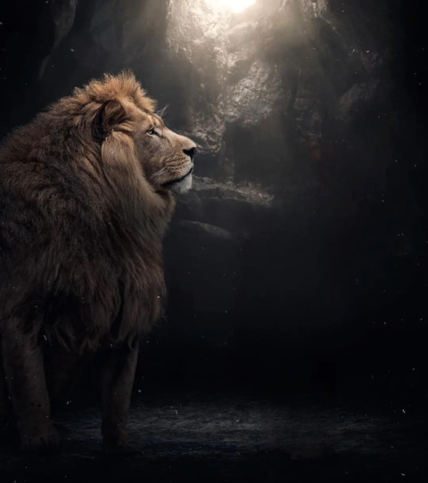 CB Photoshop Lion Wallpaper HD Photo Editing Images