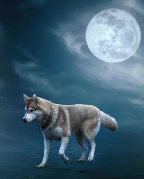 Fox Picsart Background Download For Editing HD